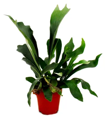 Produktbild von Platycerium bifurcatum - Geweihfarn im 12cm Topf