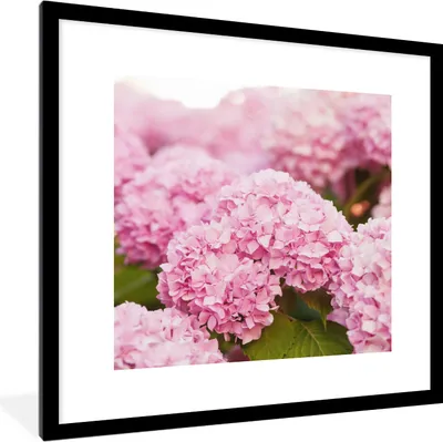 Produktbild von MuchoWow® Gerahmtes Poster Busch - Blumen - Rosa - Hortensie 40x40 cm - Poster mit Schwarzem Bilderrahmen Wandposter Rahmen Foto Bilder - Poster - Plakat im Rahmen