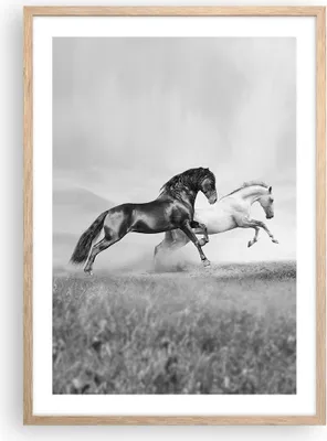 Produktbild von Gerahmtes Poster - Rahmen in heller Eiche - Pferde Tiere Galopp Wiese - 50x70 cm - Wand Bild - Wanddeko - Wandbilder - Wandposter - Bilderrahmen - Bilder - Kunstdruck - Wandbild - P2NPA50x70-2683