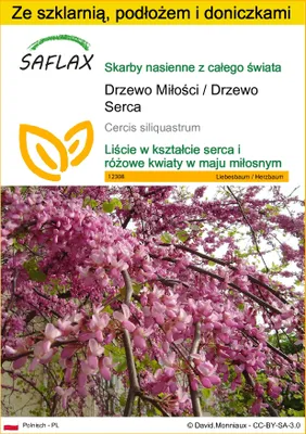 Zdjęcie produktu dla SAFLAX - Zestaw do uprawy - Drzewo Miłości / Drzewo Serca - 60 Nasiona - Z mini szklarnią, podłożem uprawowym i 2 doniczkami - Cercis siliquastrum