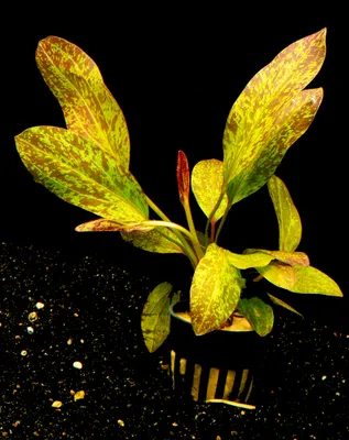 Produktbild von 1 Topf Schwertpflanze 'Ozelot rot' (Echinodorus ozelot red)