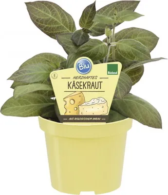 Zdjęcie produktu dla Organiczne ziolo serowe - Paederia lanuginosa - roslina ziolowa w doniczce 12 cm