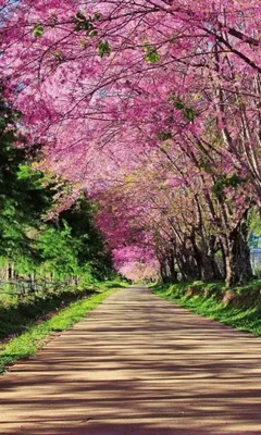 Produktbild von Fototapete - Blossom Alley 150x250cm - Vliestapete