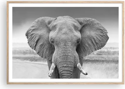 Produktbild von Gerahmtes Poster - Rahmen in heller Eiche - Elefant Afrika Tier - 100x70 cm - Wand Bild - Wanddeko - Wandbilder - Kunstposter - Wandposter - Bilderrahmen - Bilder - Kunstdruck - P2NAA100x70-5072