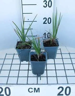 Produktbild von 6 x Kniphofia hybr. 'Alcazar' - Fackellilie - Topf 9 x 9 cm