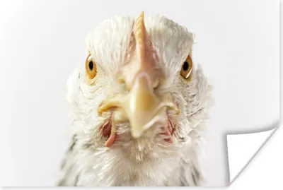 Produktbild von MuchoWow® Poster Huhn - Vogel - Schnabel 30x20 cm - Plakate - Print