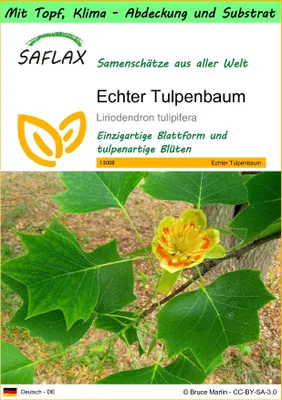Produktbild von SAFLAX Garden to go - Echter Tulpenbaum - Liriodendron tulipifera - 20 Samen - Mit Topf, Klima - Deckel und Anzuchtsubstrat