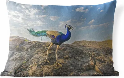 Produktbild von MuchoWow® Outdoor Kissen - Pfau - Berg - Blau - 60x40 cm - Wetterfest - Lounge Kissen - Zierkissen - Kissen für Innenräume