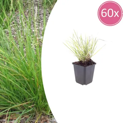 Zdjęcie produktu dla Sesleria autumnalis | 60 sztuk - 10-25cm - Ø9cm - Roślina ogrodowa