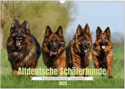 Produktbild von Altdeutsche Schäferhunde - Traumhafte Schäferhunde Langstockhaar (Wandkalender 2025 DIN A3 quer), CALVENDO Monatskalender