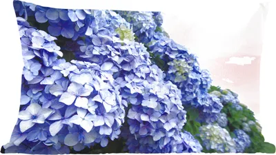 Produktbild von MuchoWow® Zierkissen Sofakissen Wohnzimmer Dekokissen 50x30 cm Hortensienblüten - Wohnzimmerdekoration - Polster mit Photo