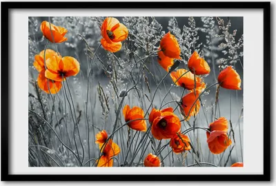 Produktbild von Bild 60x40 MDF-Rahmen, Wandkunst Wildblumen Mohn