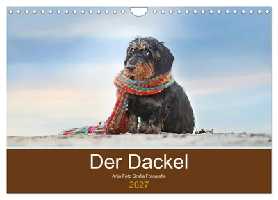 Produktbild von Der Dackel (Wandkalender 2027 DIN A4 quer), CALVENDO Monatskalender