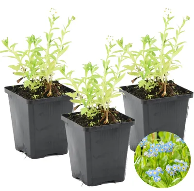 Produktbild von 3er-Set Myosotis Palustris, Sumpfvergissmeinnicht, 10-20 cm, Topf 9 cm