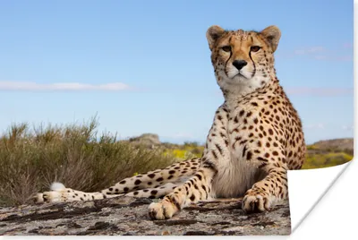 Produktbild von MuchoWow® Poster Leopard - Tiere - Natur 30x20 cm - Plakate - Print