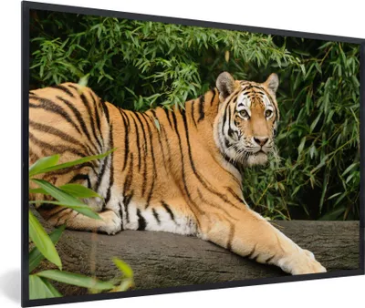 Produktbild von MuchoWow® MuchoWow® Gerahmtes Poster Tiger - Baum - Blätter 60x40 cm - Poster mit zchwarzem Bilderrahmen - Printing - Wanddeko Schlafzimmer