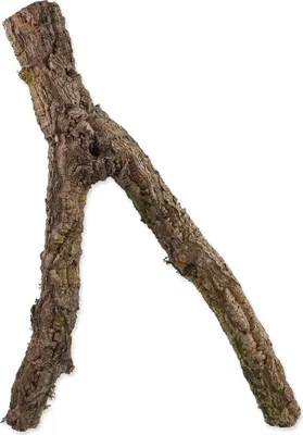 Zdjęcie produktu dla Dekoracja Repti Planet Gałąź korkowa M 30-60 cm