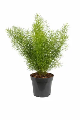 Produktbild von Asparagus densiflorus Sprengeri 30-40 cm - Zierspargel im 13 cm Topf - Grünpflanze für Zimmer & Garten