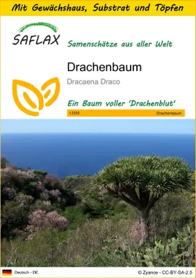 Produktbild von SAFLAX Anzucht Set - Drachenbaum - Dracaena Draco - 5 Samen - Mit Mini-Gewächshaus, Anzuchtsubstrat und 2 Töpfen