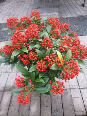 Produktbild von Skimmia japonica Pabella - Japanische Skimmie Pabella - 40-50cm