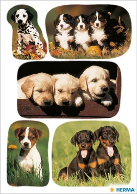 Produktbild von Schmucketikett Decor Hundewelpenfotos VE=3 Blatt