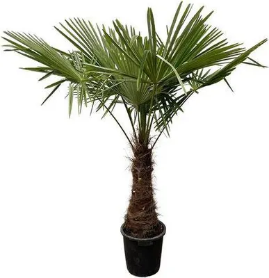 Produktbild von Hanfpalme – Trachycarpus 240cm – Ø45cm – XXL-Palme mit fächerförmigen Blättern – Immergrüne Kübelpflanze für Garten, Terrasse, Wintergarten & Wohnzimmer – Pflegeleicht