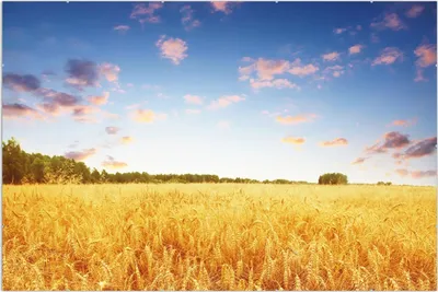 Produktbild von Wallario Wandbild Weizenfeld unter blauem Himmel, Größe: 61 x 91,5 cm, Poster mit rahmenlosen Bildhalter