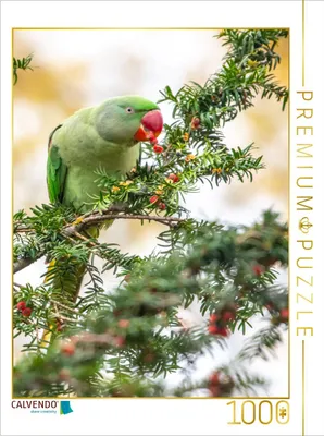 Produktbild von CALVENDO Puzzle Halsbandsittich | 1000 Teile Lege-Größe 64x48cm Foto-Puzzle für glückliche Stunden