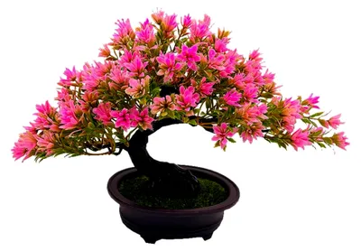 Produktbild von 20 cm Kunstpflanze Bonsai Baum im Keramiktopf - Künstliche Pflanzen für die Dekoration