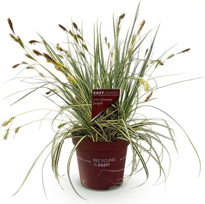 Immagine prodotto di Erba ornamentale Carex oshimensis Evergold – Foglie variegate giallo-verdi – Sempreverde e resistente al freddo – Altezza circa 50 cm – 17 cm – Per aiuole, vasi e balconi