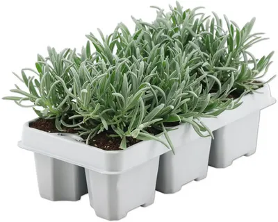 Obrázek produktu pro Levandule Lavandula angustifolia 'Felice' balení 6 ks bílá
