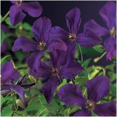 Image de Clématite « Polish Spirit » – clématite violette, plante grimpante robuste, 30-50 cm, pot compris