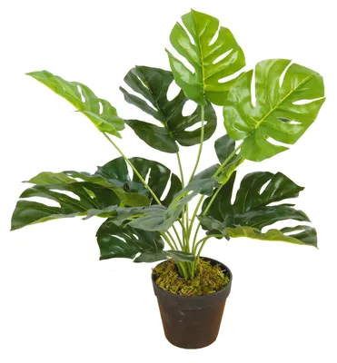 Produktbild von Kunstpflanze Monstera Tischpflanze Zimmerpflanze 12 Blätter 45cm