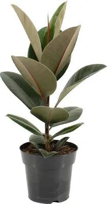 Obrázok produktu pre Ficus elastica Robusta Ø17cm, výška 55cm - nenárocná izbová rastlina na