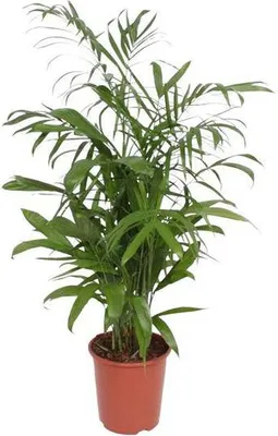 Obrázok produktu pre Bambusová palma Chamaedorea Seifrizii, izbová rastlina, 140 cm, Ø 27 cm, nenáročná na údržbu, dekorácia