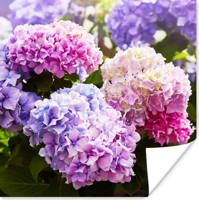 Produktbild von MuchoWow® Poster Blumen - Hortensie - Rosa - Blätter - Sonne 50x50 cm - Wohnzimmerdekoration