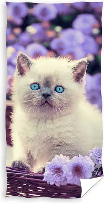 Produktbild von Strandbadetuch KATZE 70x140