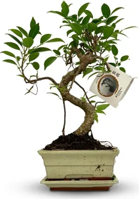 Image de Bonsaï en forme de S - Ø 15 cm - Hauteur : 30-35 cm (mélange de céramiques)