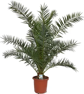 Produktbild von Kanarische Dattelpalme 120-150 cm - Phoenix canariensis - Phönixpalme