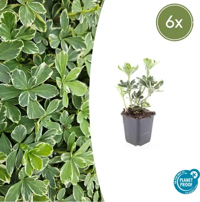 Produktbild von Bodendecker - Weissbuntes Schattengrün - Pachysandra terminalis 'Variegata' - 9cm Topf - Set mit 6 Pflanzen