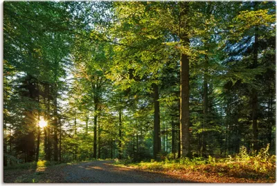 Produktbild von ARTland Leinwandbild Waldweg im Romantischen Schwarzwald Größe: 60x40 cm