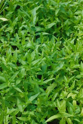 Produktbild von Stachys palustris, Sumpf-Ziest, ca. 9x9 cm Topf, grünlaubig