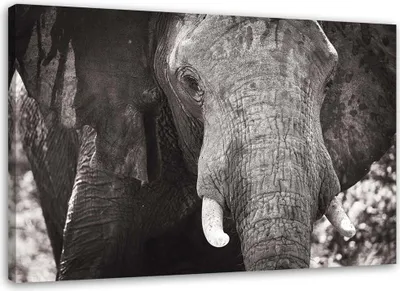 Produktbild von Leinwandbild schwarzer und weißer elefant 120x80 cm Feeby grau wandbild bereit zum aufhängen