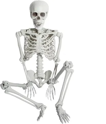 Obrázok produktu pre Halloween kostra 165cm celé telo ľudské kosti pohyblivé kĺby, party dekorácie