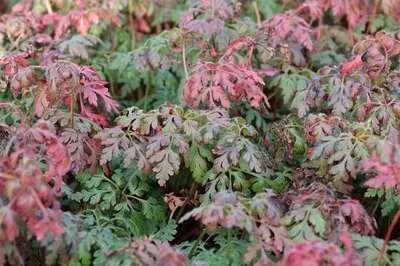 Immagine prodotto di 6 x Geranium robertianum - Cranesbill - Vaso 9 x 9 cm