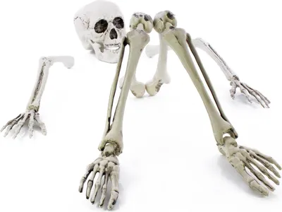 Produktbild von INNA-Glas Halloween Skelett Teile ADALBERT mit 5 Erdspieße, 19cm, 45cm, 66cm - Knochen/Friedhof Deko