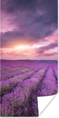 Produktbild von MuchoWow® Poster Lavendel - Lila - Wolken - Blumen 20x40 cm - Plakat - Foto