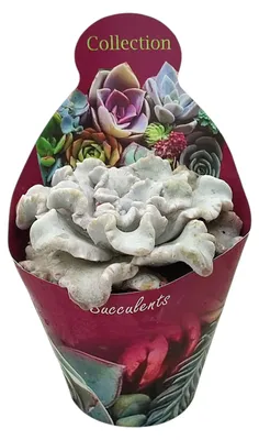 Produktbild von Echeveria "Ballet Dancer" - seltene Echeverie - Rarität - 6,5cm Topf - 15cm hoch