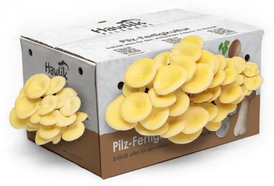 Produktbild von Hawlik Pilzbrut Limonenpilzkultur Mittel – Pilzzucht Set ca. 2–3 kg, Goldene Austernpilze, +16 bis +24°C