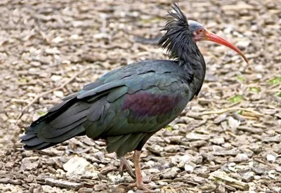 Produktbild von 3 D Ansichtskarte Waldrapp, Postkarte Wackelkarte Hologrammkarte, Tier Vogel Vögel